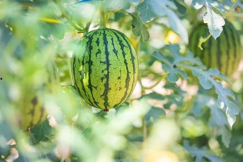 吃中国瓜的英文,Exploring the Global Appeal of Chinese Watermelons