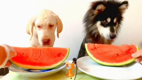 吃瓜现场宠物,揭秘宠物们的八卦现场