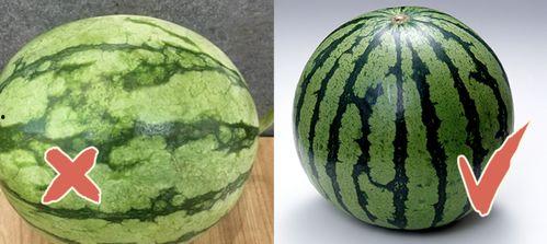 吃藤又吃瓜是什么瓜,探寻“吃藤又吃瓜”的独特瓜种