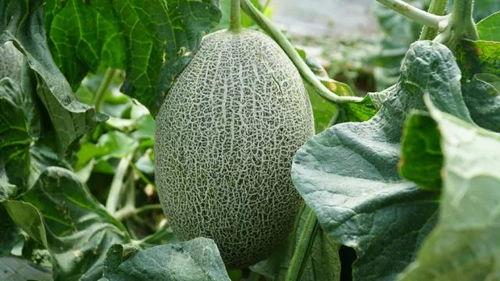 吃藤又吃瓜是什么瓜,探寻“吃藤又吃瓜”的独特瓜种