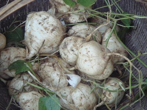 土瓜可以怎么吃,创意烹饪方法大盘点