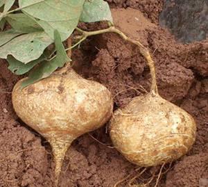 土瓜可以怎么吃,创意烹饪方法大盘点