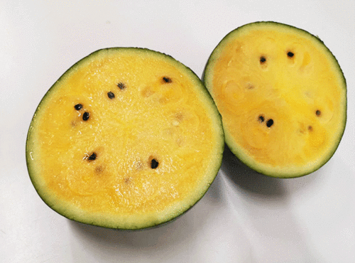 吃瓜囤货装,吃瓜达人必备清单