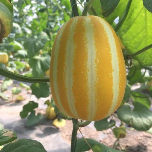 天涯社区在哪吃瓜,揭秘热门吃瓜地点，一网打尽娱乐圈最新动态