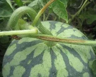 吃网瓜的好坏区别,一网打尽品质与口感差异