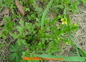 猫爪草和凉瓜一起吃吗,营养互补的养生佳选