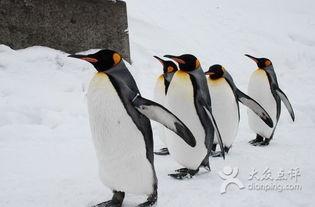 吃瓜每日更新企鹅,企鹅视角下的娱乐圈风云录