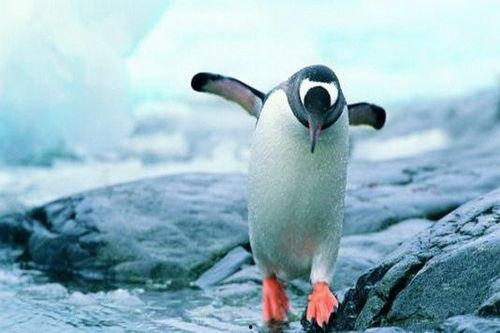 吃瓜每日更新企鹅,企鹅视角下的娱乐圈风云录