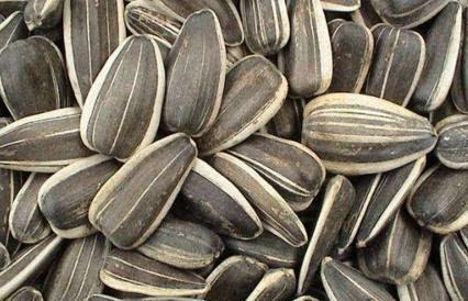 葵瓜可以泡着吃吗,健康养生新选择