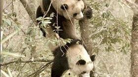 熊猫吃竹叶吃瓜,竹叶与瓜果的诱惑之旅