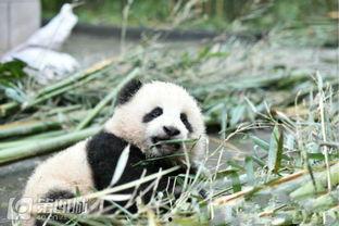 熊猫吃竹叶吃瓜,竹叶与瓜果的诱惑之旅