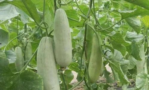 怎样吃羊角瓜,解锁健康美味的烹饪秘诀