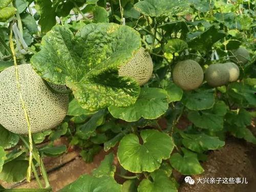 阿蜜瓜可以吃吗,美味与营养并存的夏日佳果