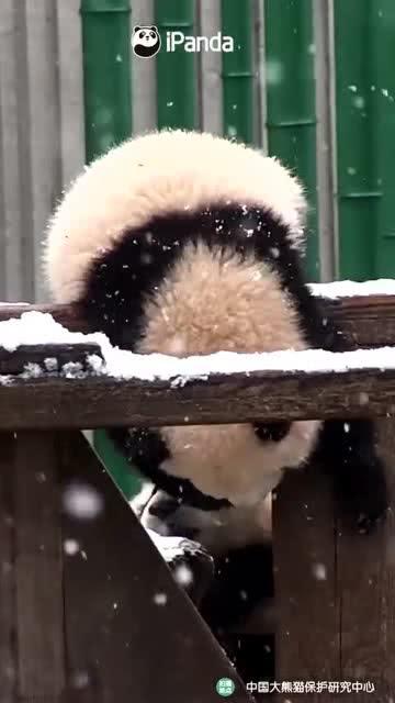 吃瓜小熊小猫,吃瓜小熊与小猫的欢乐日常