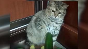 吃瓜小熊小猫,吃瓜小熊与小猫的欢乐日常