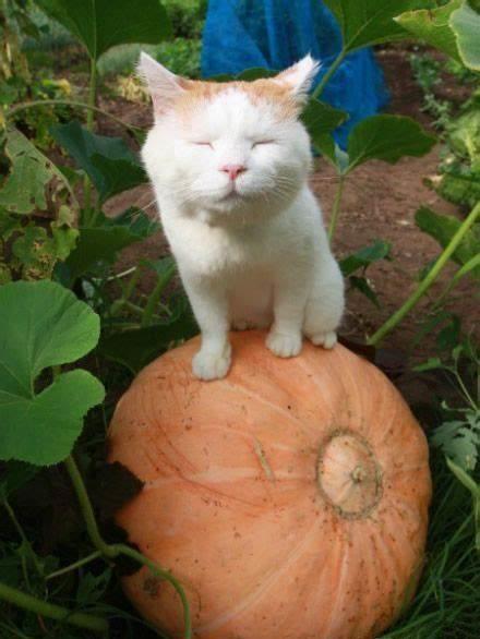 猫狗吃瓜视频,欢乐无限，宠物界的“娱乐圈”瞬间走红！