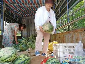 吃瓜困难户,揭秘他们为何难以享受夏日清凉