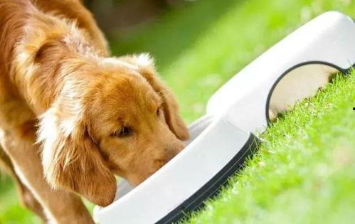 狗吃不吃角瓜,吃与不吃之谜