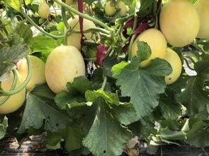 界首吃瓜最新,揭秘当地特色美食背后的故事