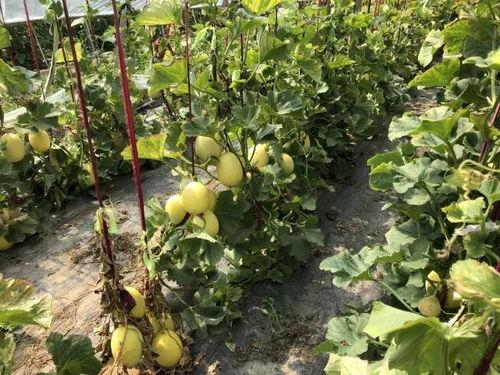 界首吃瓜最新,揭秘当地特色美食背后的故事