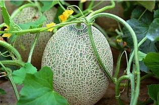 温精灵吃瓜整理,揭秘娱乐圈幕后故事