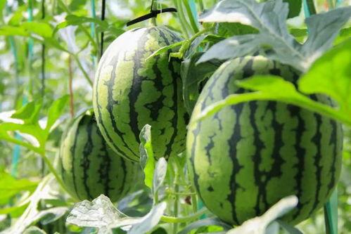 在线吃瓜是真的吃瓜吗