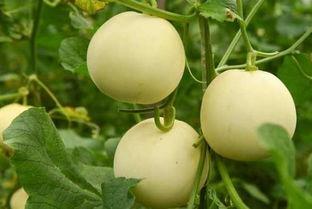 在线吃瓜是真的吃瓜吗