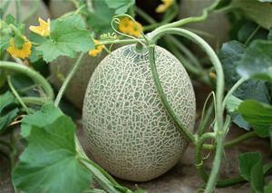 自闭症患者吃哈密瓜好吗,自闭症患者食用哈密瓜的益处与注意事项