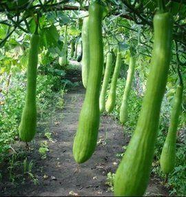 农村容儿吃瓜直播,揭秘乡村生活新风尚