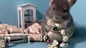 吃瓜冠宠,揭秘娱乐圈的甜蜜与争议