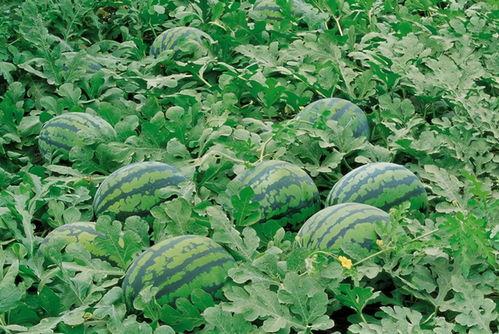 桑植本地吃瓜群