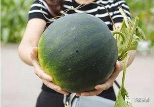 桑植本地吃瓜群