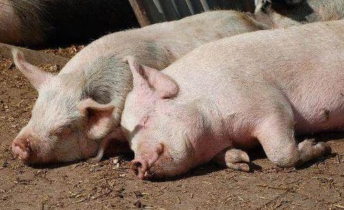 猪吃牛角瓜,猪儿探秘牛角瓜美味之旅