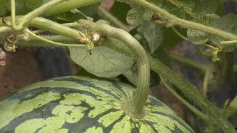 落地碎瓜怎么吃