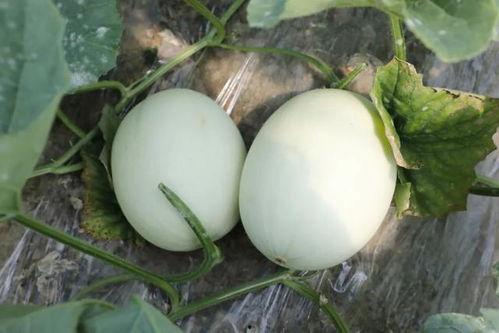 圆玉瓜怎么吃,解锁美味新体验