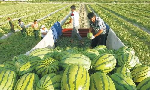 吃瓜中艺社,揭秘娱乐圈幕后故事
