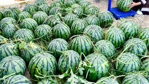 吃瓜中艺社,揭秘娱乐圈幕后故事