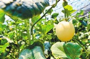 吃瓜感觉辣嗓子,舌尖上的刺激与挑战