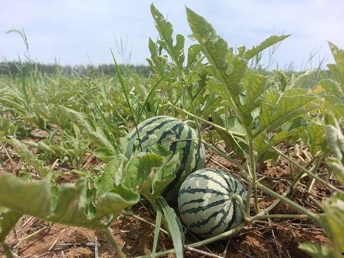 冠军吃瓜,揭秘赛场背后的趣味瞬间