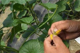 田间吃瓜的方法,解锁夏日田园吃瓜新姿势