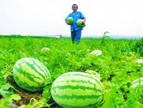 田间吃瓜的方法,解锁夏日田园吃瓜新姿势
