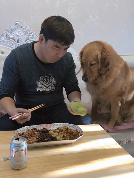 金毛和哈士奇吃瓜