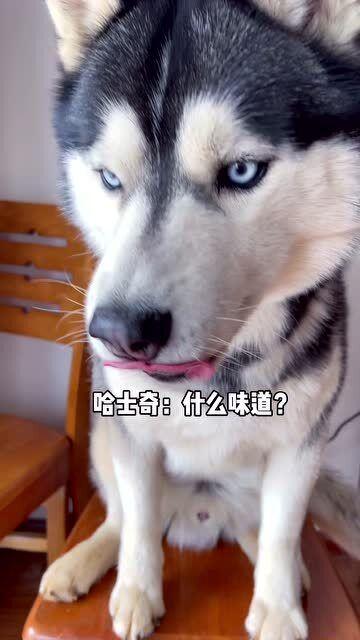 金毛和哈士奇吃瓜