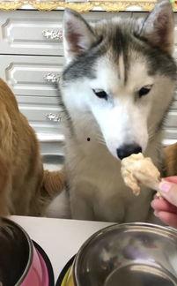 金毛和哈士奇吃瓜