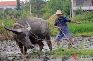 农民辛苦吃瓜图片,农民辛劳吃瓜图鉴