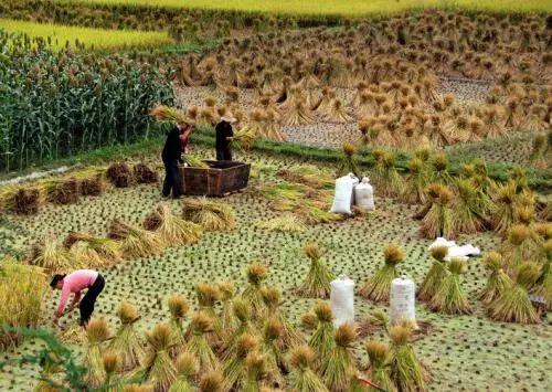 农民辛苦吃瓜图片,农民辛劳吃瓜图鉴