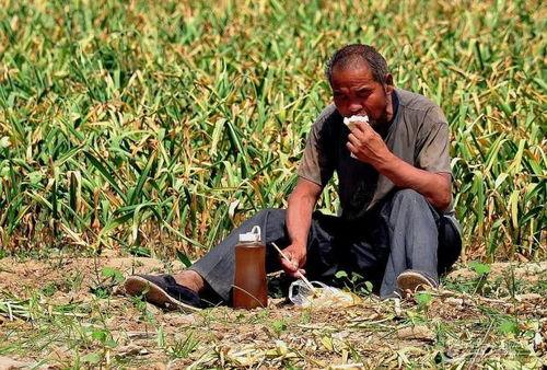 农民辛苦吃瓜图片,农民辛劳吃瓜图鉴