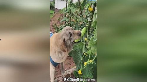 吃瓜小狗现场视频
