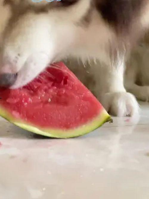 吃瓜小狗现场视频