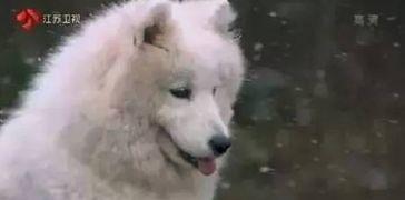 吃瓜小狗现场视频